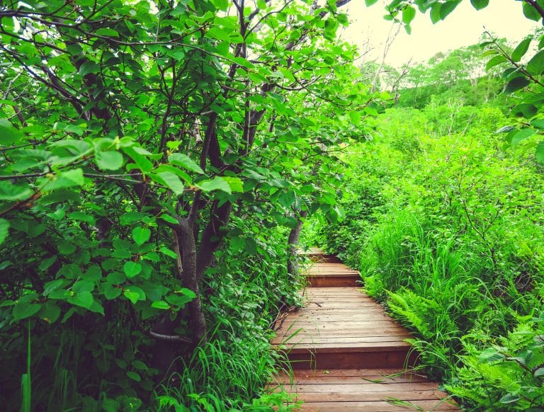 5 astuces pour intégrer un chemin en bois dans votre jardin